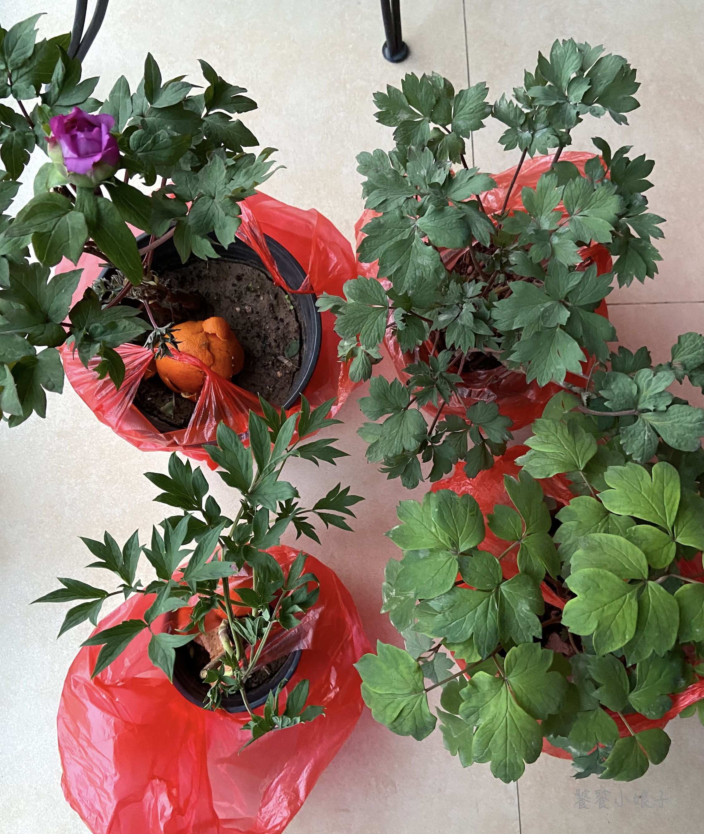 自驾游去洛阳看牡丹攻略,谁家牡丹甲天下