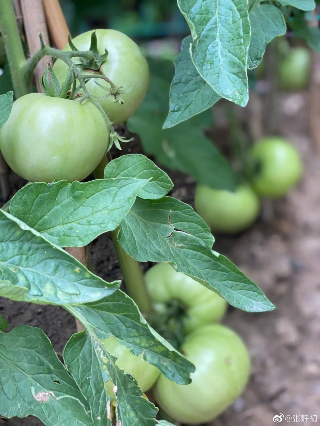 消失6年后,张静初单身生活首曝光!独居大House,与满屋破烂作伴