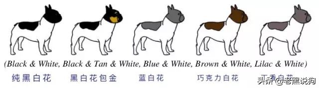 蓝法斗长大后毛色变化,国际认可纯种法斗毛色