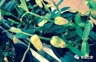 石斛兰叶子变黄的解决办法,石斛兰叶子变黄了怎么解决