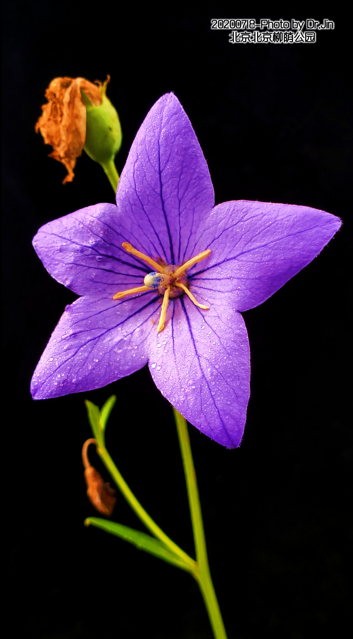 金行博览：宣肺，祛痰，平喘-桔梗