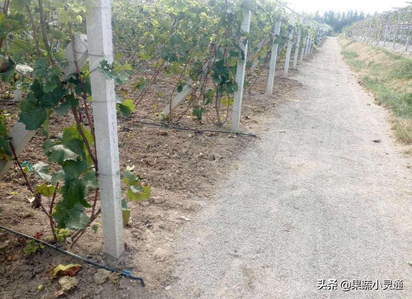 葡萄果穗发黑干枯怎么回事,葡萄果实有黑斑的防治方法