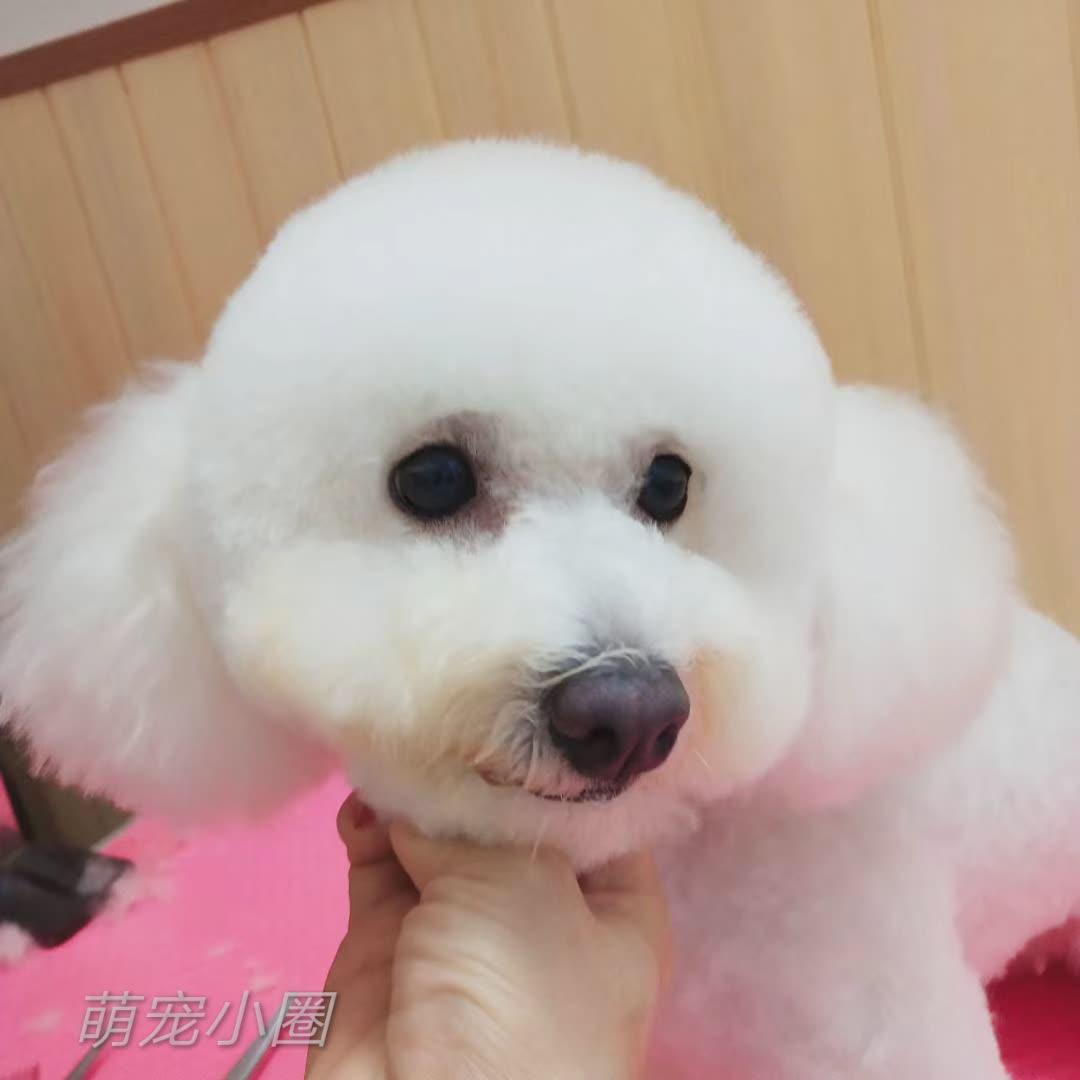 带比熊去做美容，它死活不肯给剪毛发，了解原因后，我被感动哭了