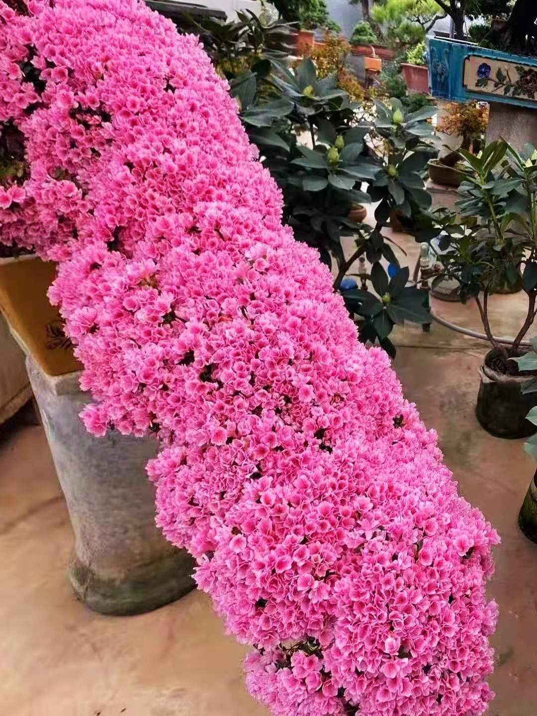 逛花市各种各样的花太漂亮了,逛花市漂亮的蝴蝶兰