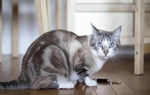 家里的猫咪屁屁出血了，是来大姨妈了吗？