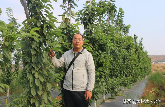 樱桃好吃树难栽下一句谚语是什么,樱桃好吃树难栽后一句是啥