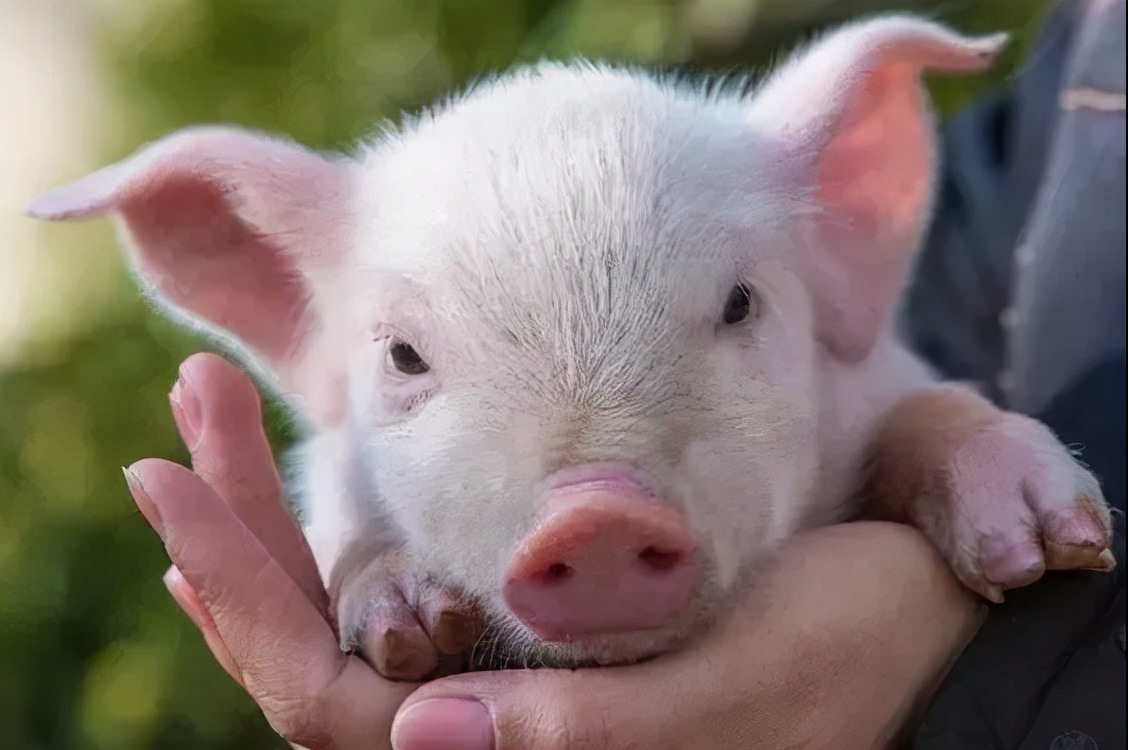 生猪市场哀鸿遍野,仔猪一窝亏千元,养殖户:现补栏年底有赚吗?