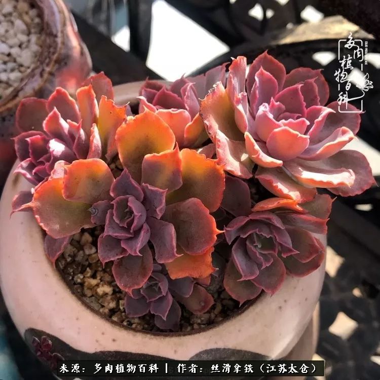 秋叶将落,秋叶即将落下你依然美丽