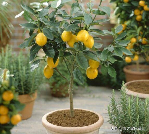 结紫色小果子的植物有哪些,什么植物可以结出好吃的果子