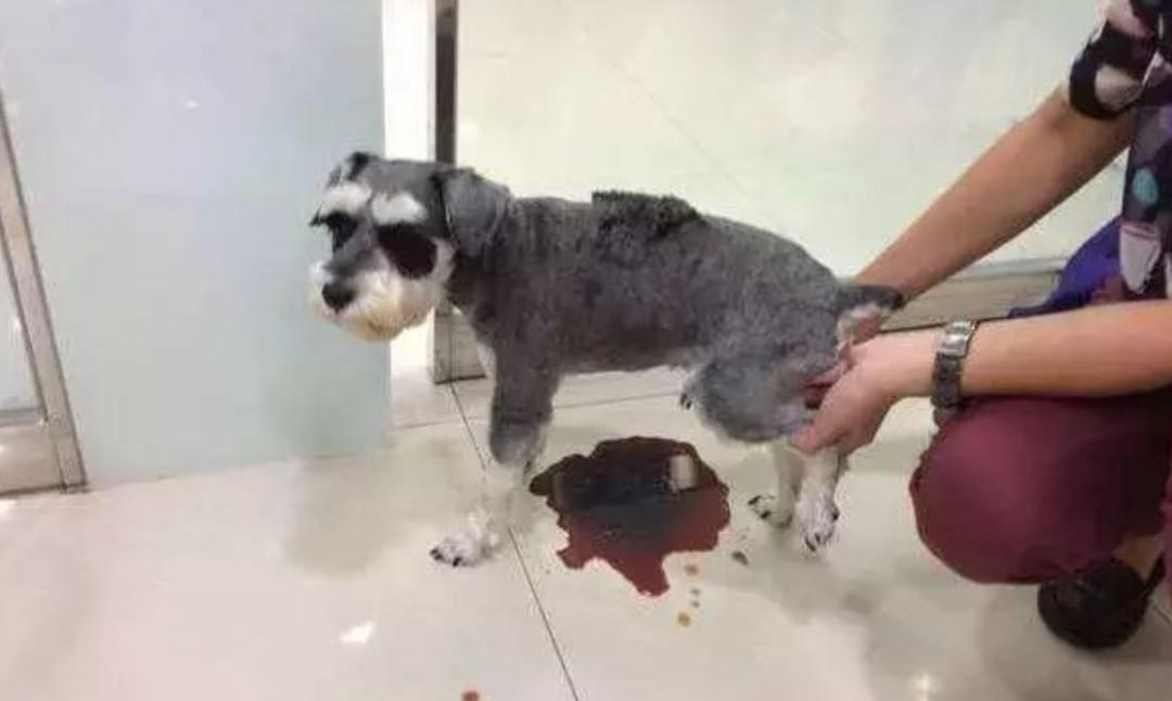 狗狗误食一点点巧克力会死吗,狗狗吃了巧克力轻微中毒的症状