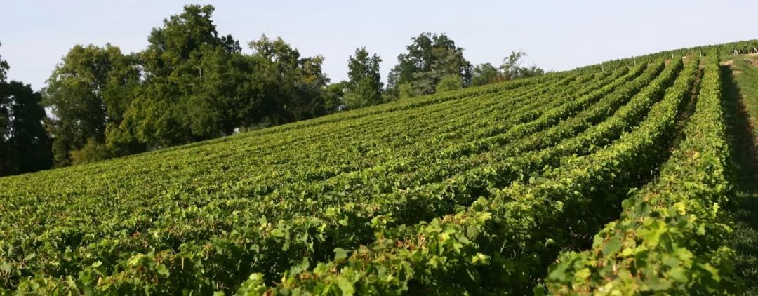 源自1855四级庄圣皮埃尔,《醇鉴》95分盛赞