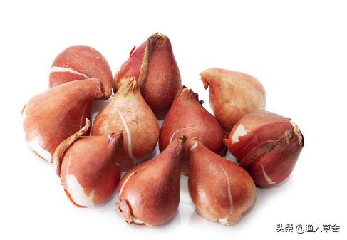 荷兰郁金香当年有多疯狂,郁金香荷兰史