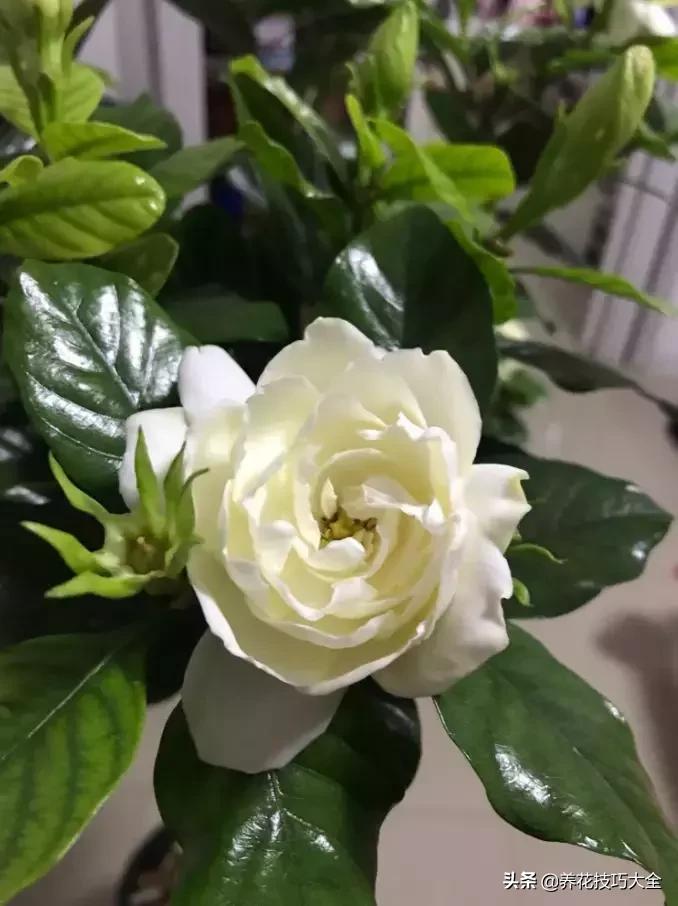 花土是碱性用什么肥,怎么知道花土是酸性还是碱性