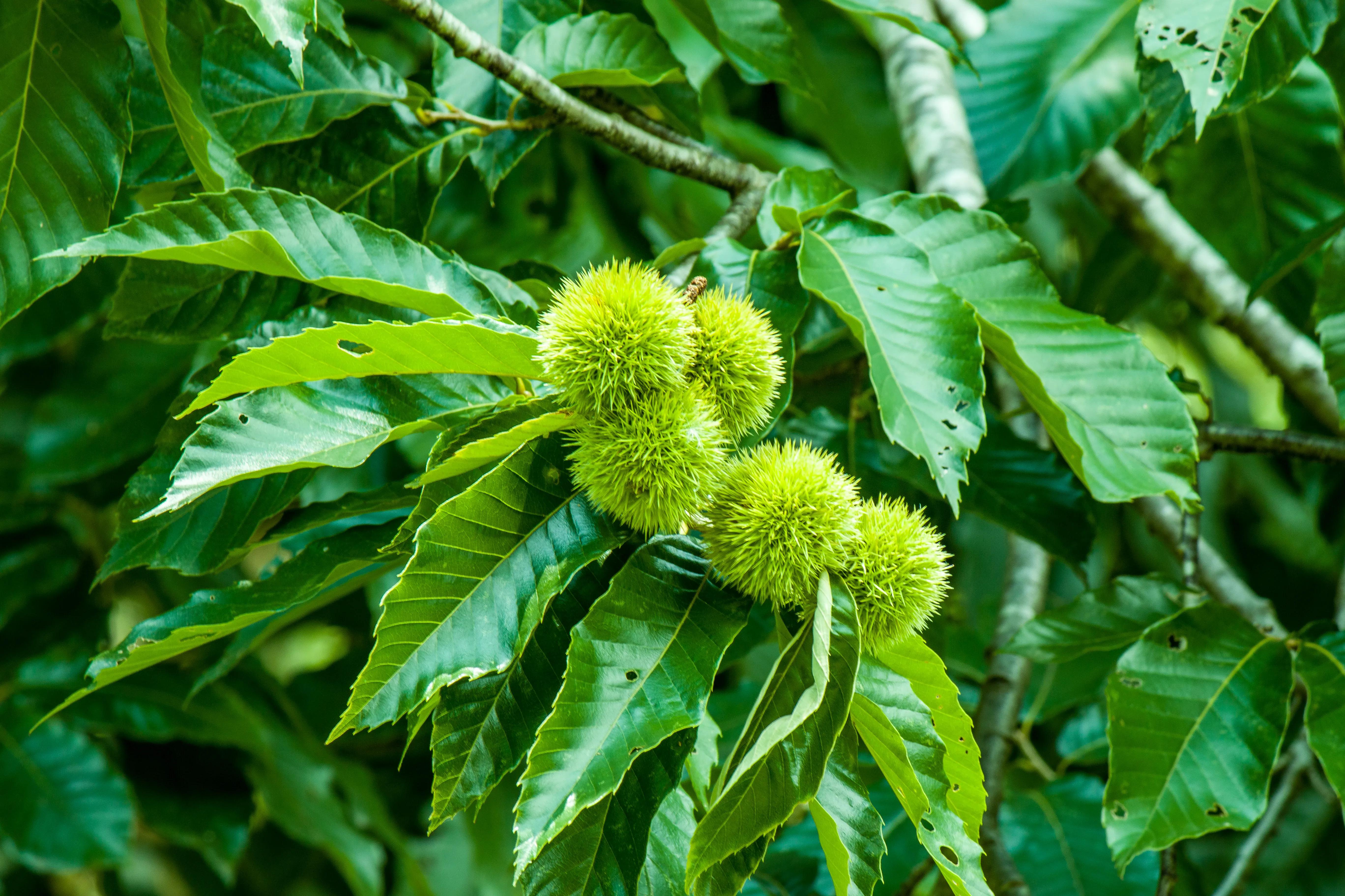 佳能70d二代参数,佳能200d二代和70d哪个好