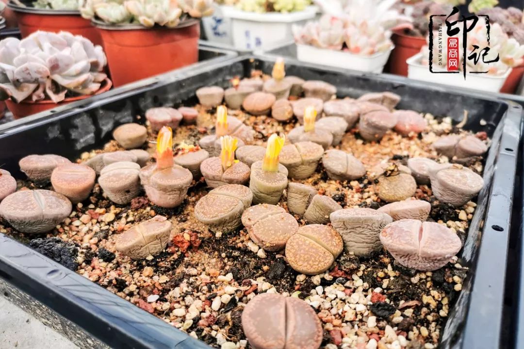 商丘花鸟批发基地,商丘花鸟市场地址