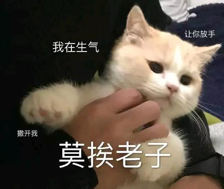 逗猫咪玩它喜欢咬人是什么原因,猫咪喜欢轻轻咬人是什么意思
