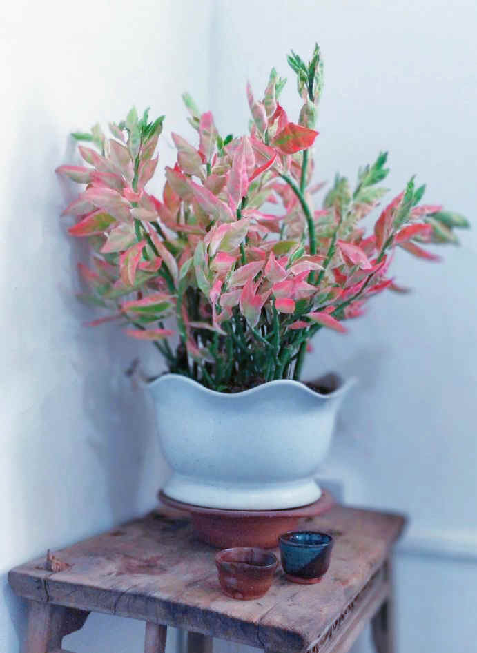 厦门银城诗社创作基地揭牌