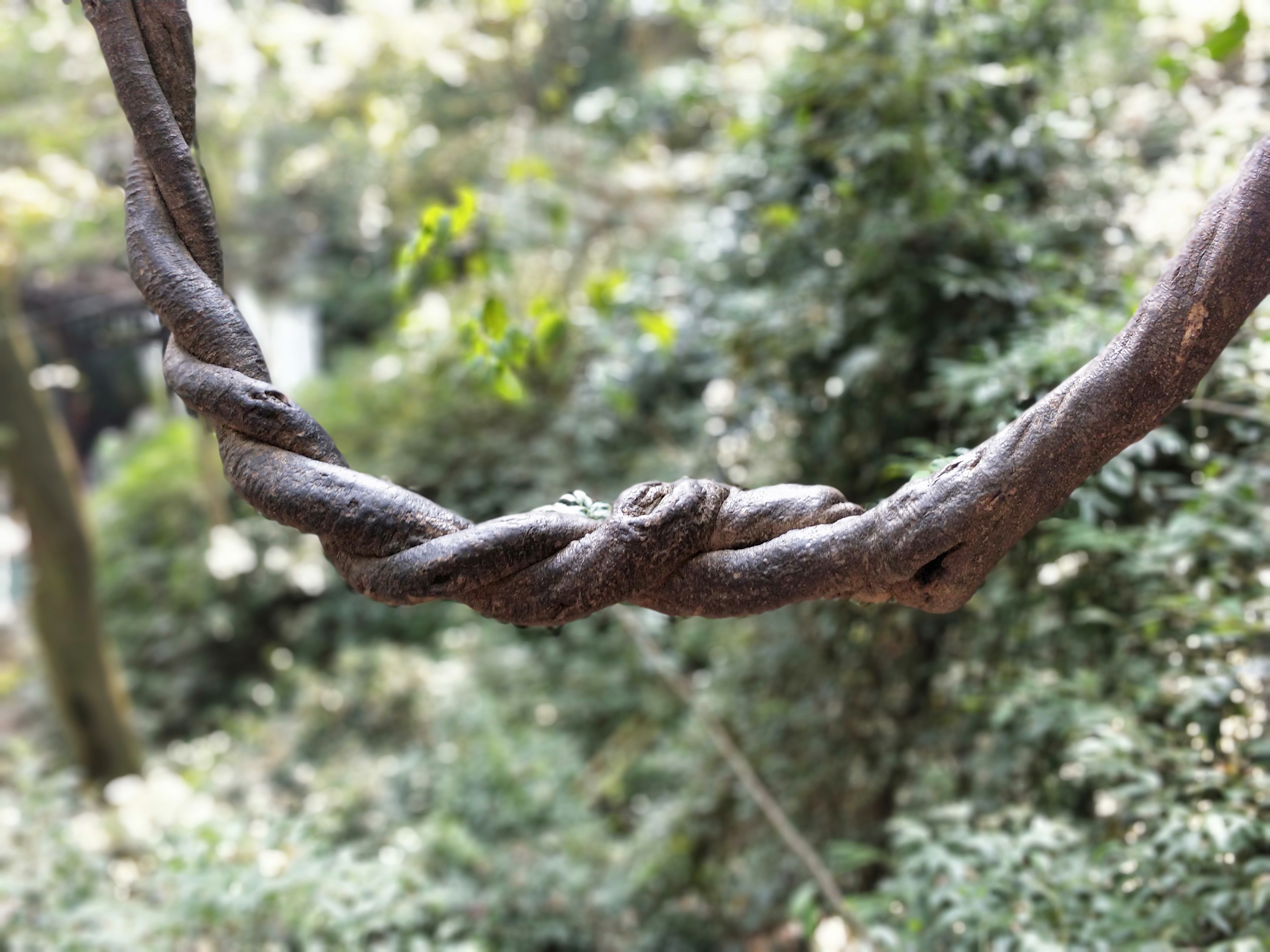 南岳72峰白云峰,南岳72峰之一聚湖峰