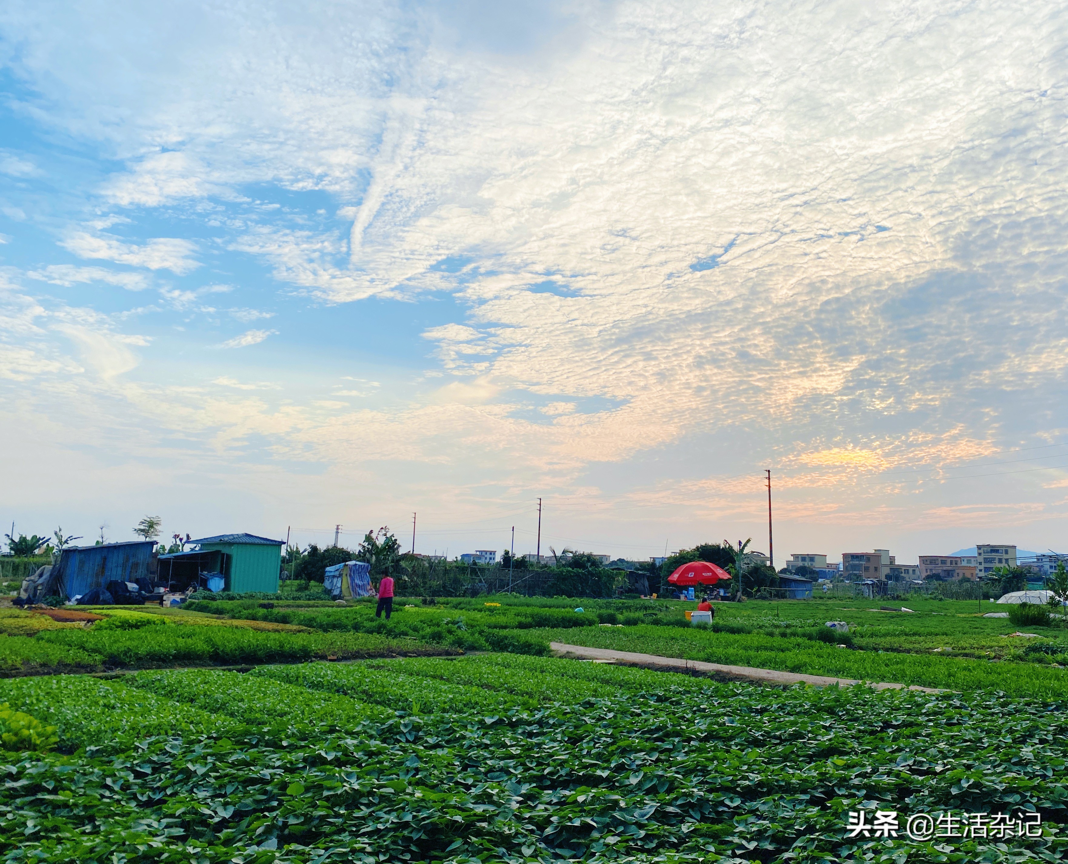 坦洲景色,坦洲街景随拍