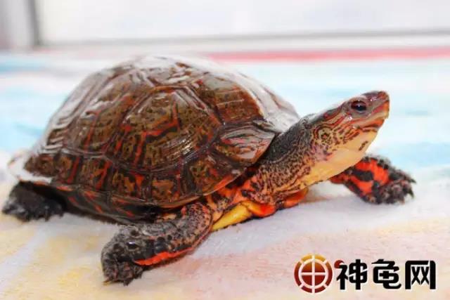 洪都拉斯木纹龟是保护动物吗,洪都拉斯木纹龟高背