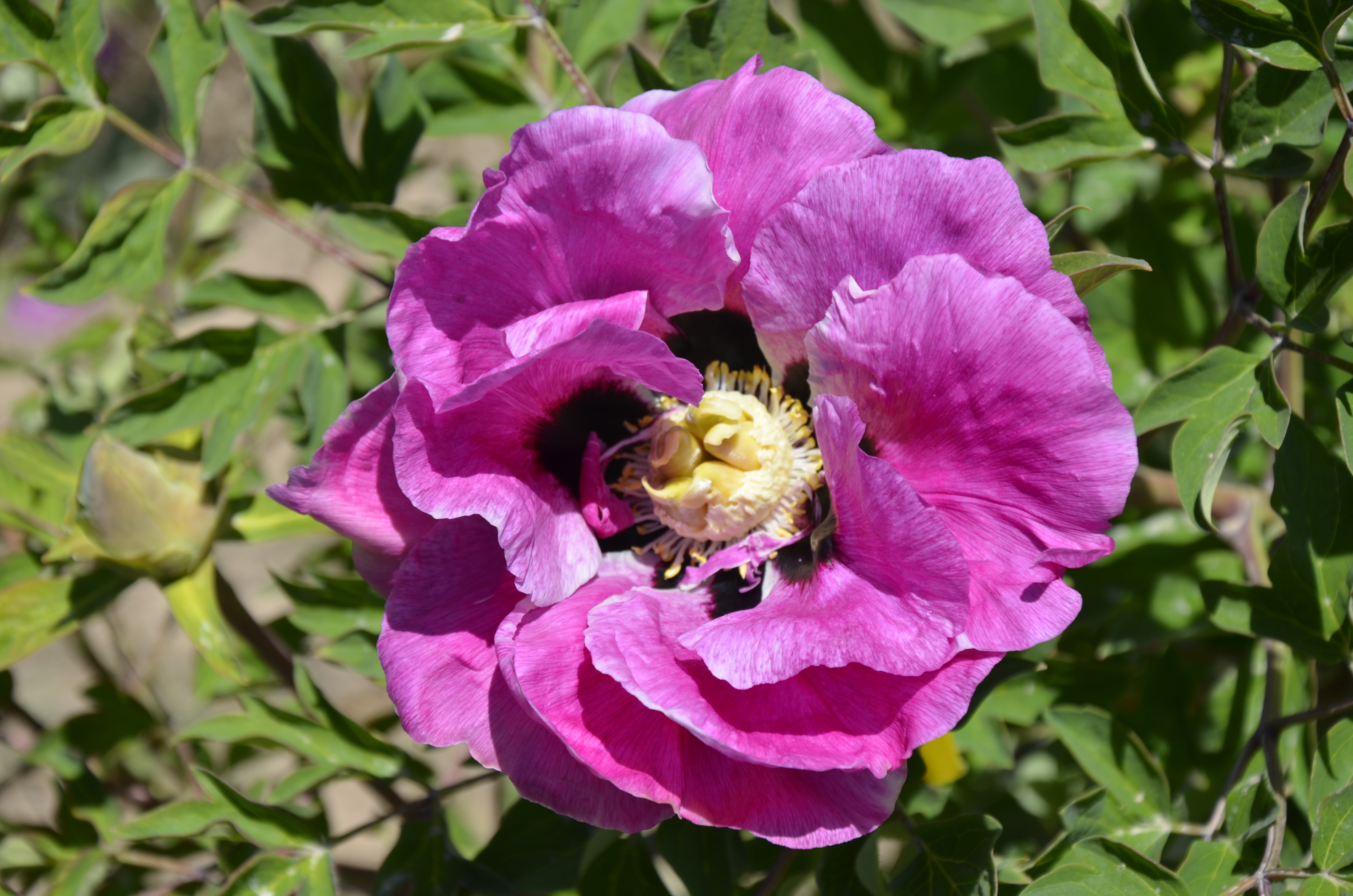 牡丹,熟悉而陌生——“花王”的前世今生,带你重新认识牡丹