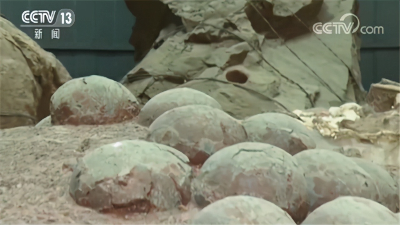 小学生发现11枚恐龙蛋化石,十岁男孩发现恐龙蛋化石