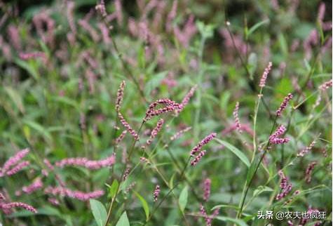 这种野草比辣椒还辣，过去酿酒离不开它，用它捕鱼更是一绝