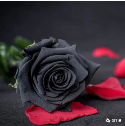 每种玫瑰的花语都一样吗,浅粉色玫瑰花语是什么