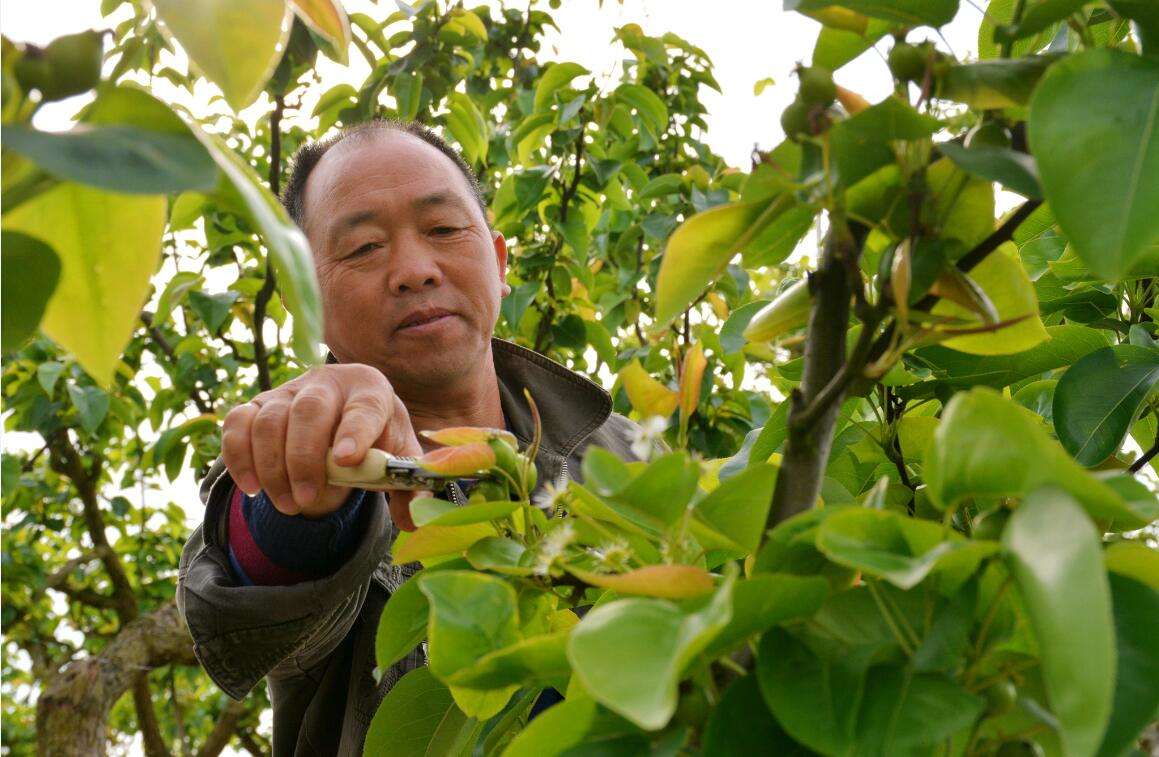 “拍打”缓解疼痛?栖霞果农险丢命!