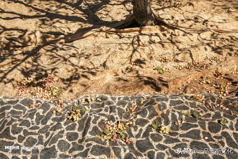 伊朗开心果脆,伊朗特产水果干果