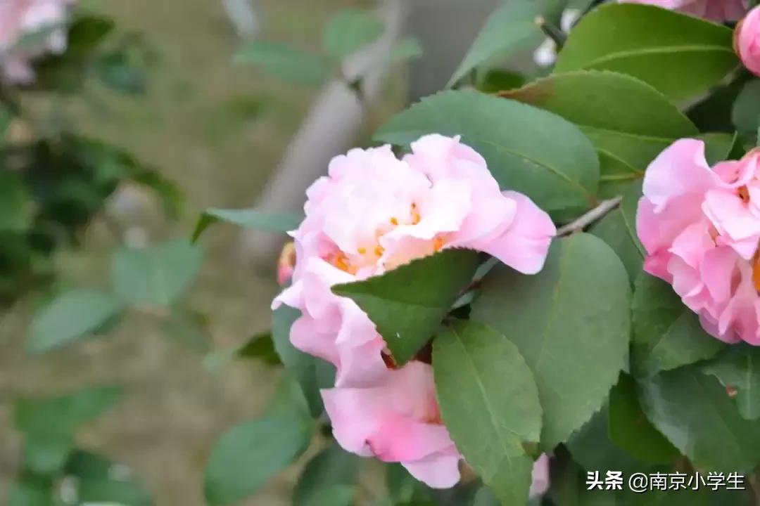 春和景明少年时,古雄小学2021年新生