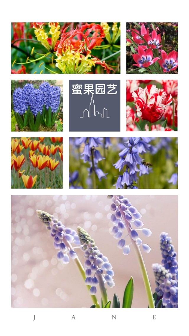 9家私藏小众球根店铺分享给你们，你想要的种球这里全都有