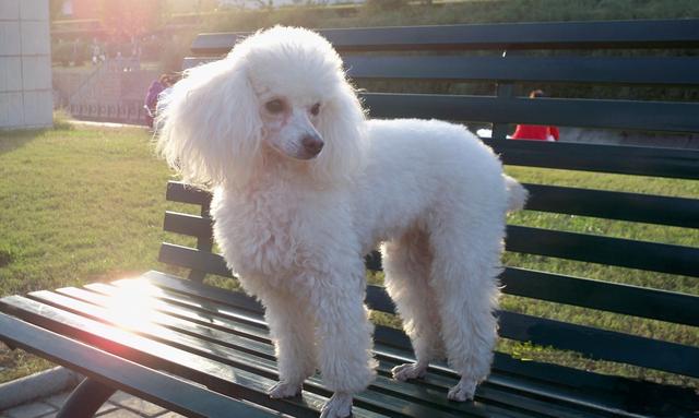 如何看贵宾犬是不是纯种,怎么看是不是纯种贵宾犬