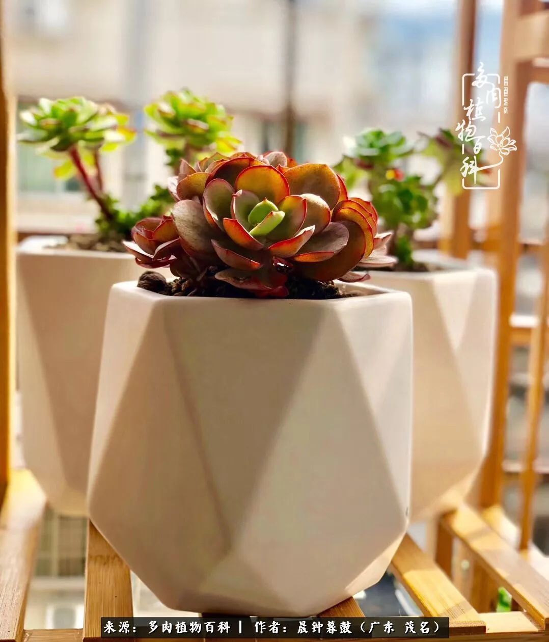 轻轻地告诉你，我的多肉也曾美过，不信你看看