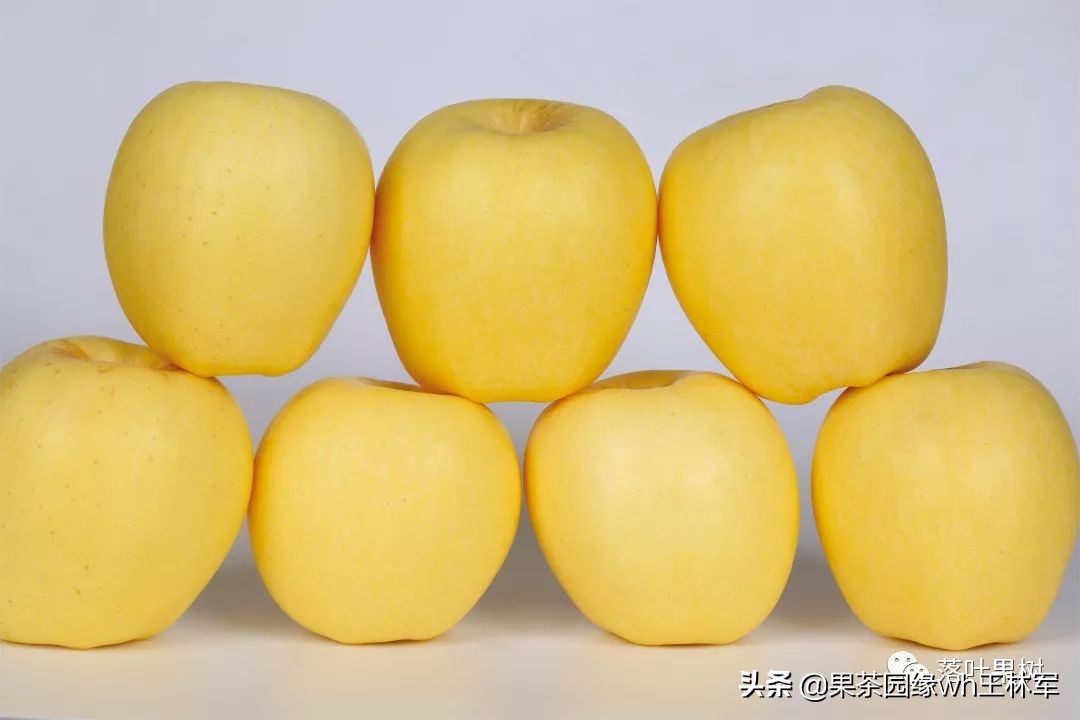 威海金,维纳斯黄金苹果——美的不只是外表