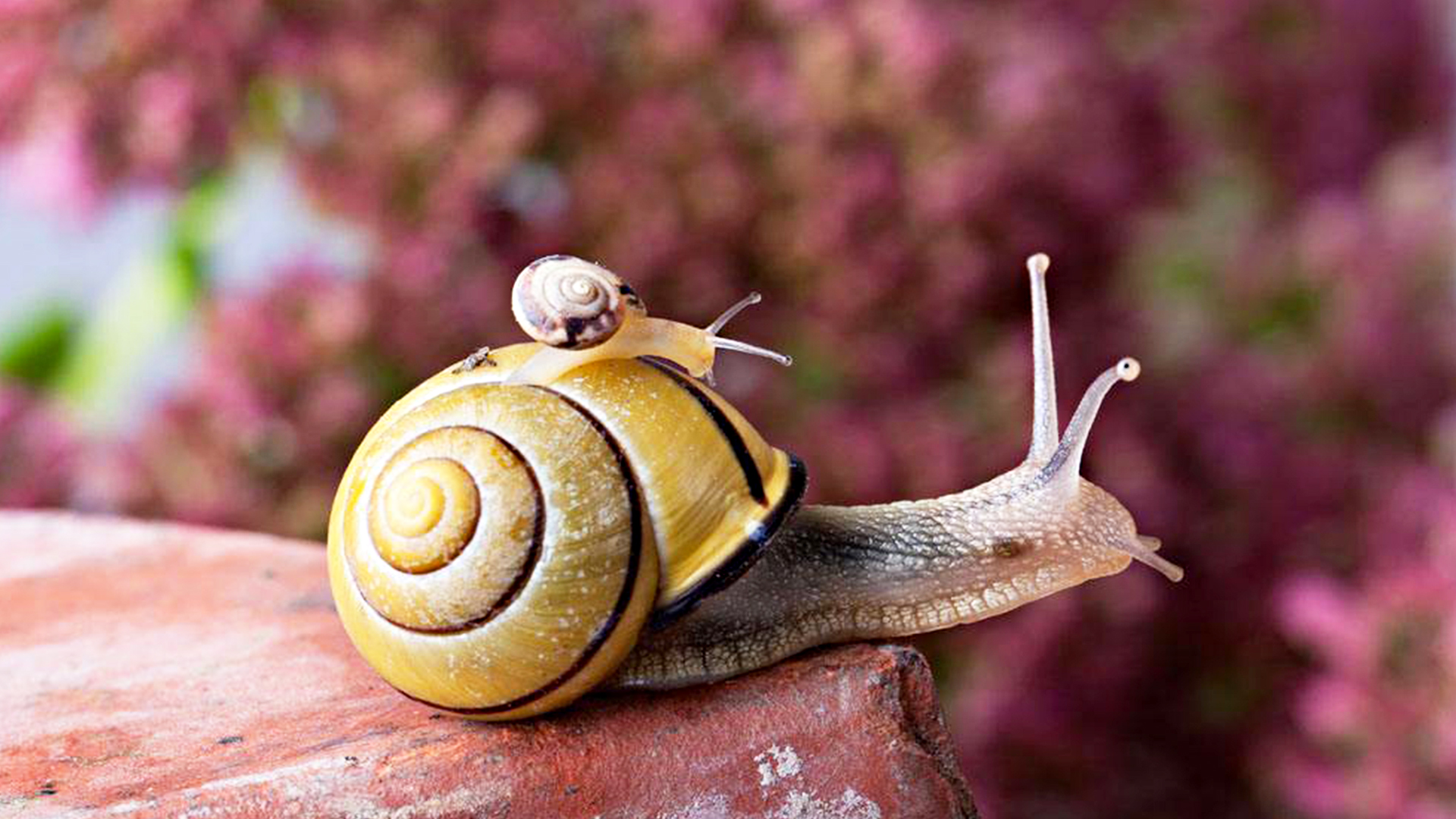 蜗牛智商高的动物,盘点动物世界最慢的动物蜗牛