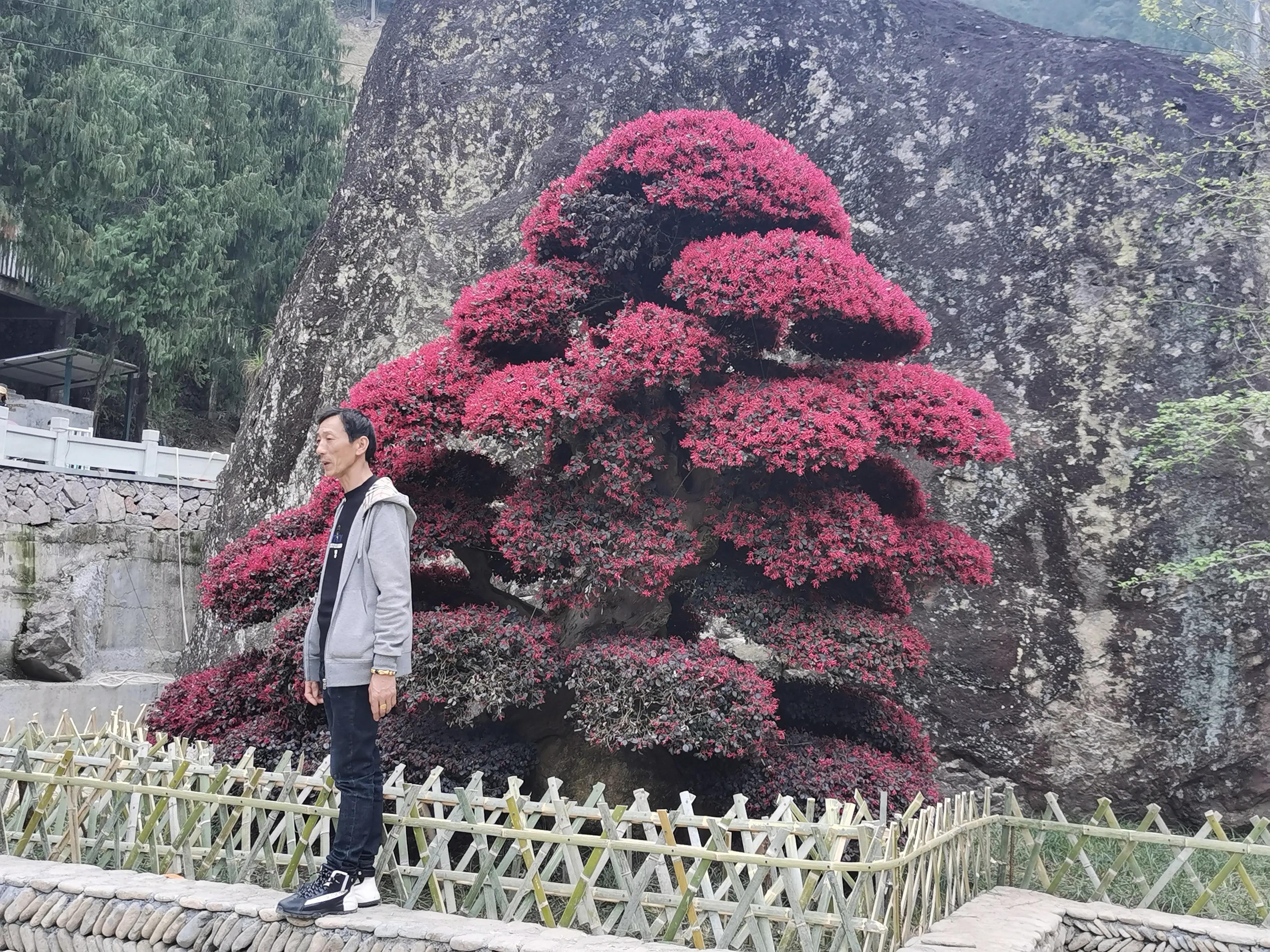 红花檵木和白色檵木区别,红花檵木苗价格