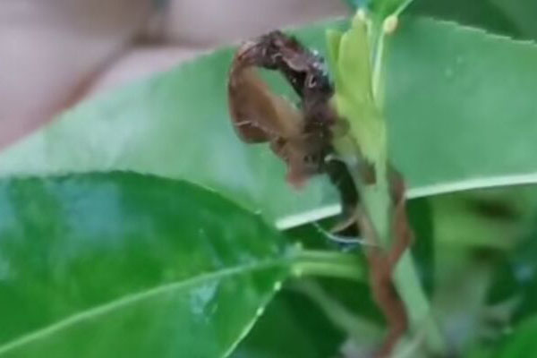 桃的果实内部有很多虫粪，多是被桃小食心虫为害了，得好好防治了