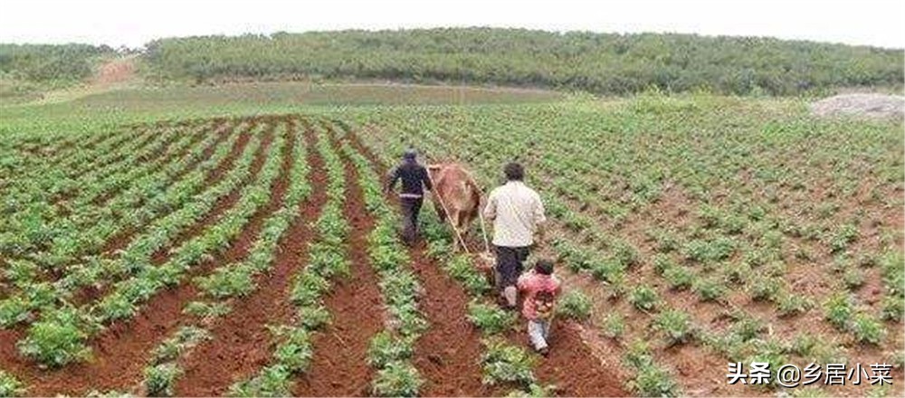 夏季种菜总是刮大风怎么办,刮台风对菜地有什么影响