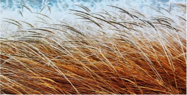 如何预防或减少药物副作用,免疫治疗药物副作用