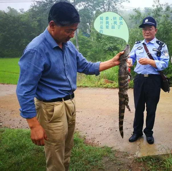 还没看《神奇动物在哪里》?没关系,你错过的神奇动物都在这里