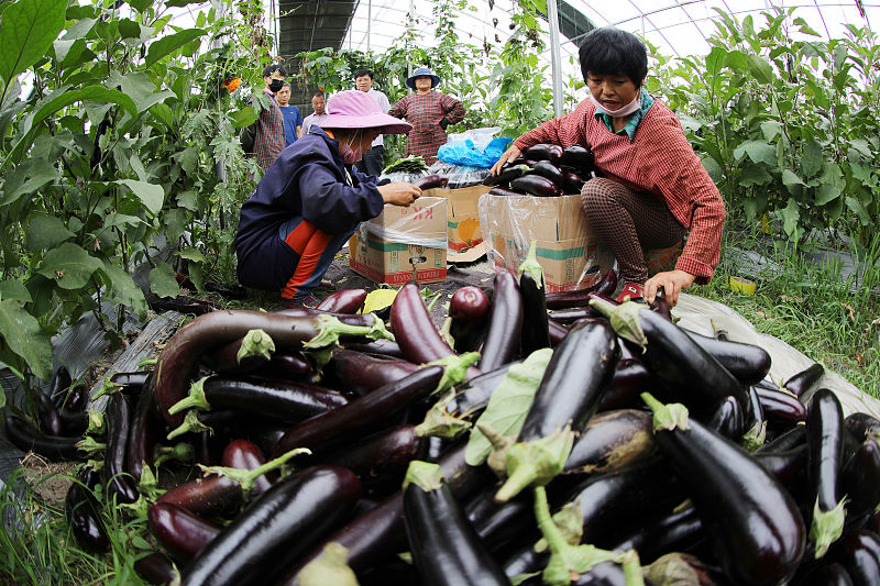 茄子花小什么原因,茄子坐果期怎么管理