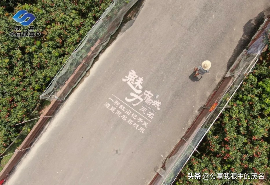 茂名荔枝大会,茂名市520荔枝产业大会