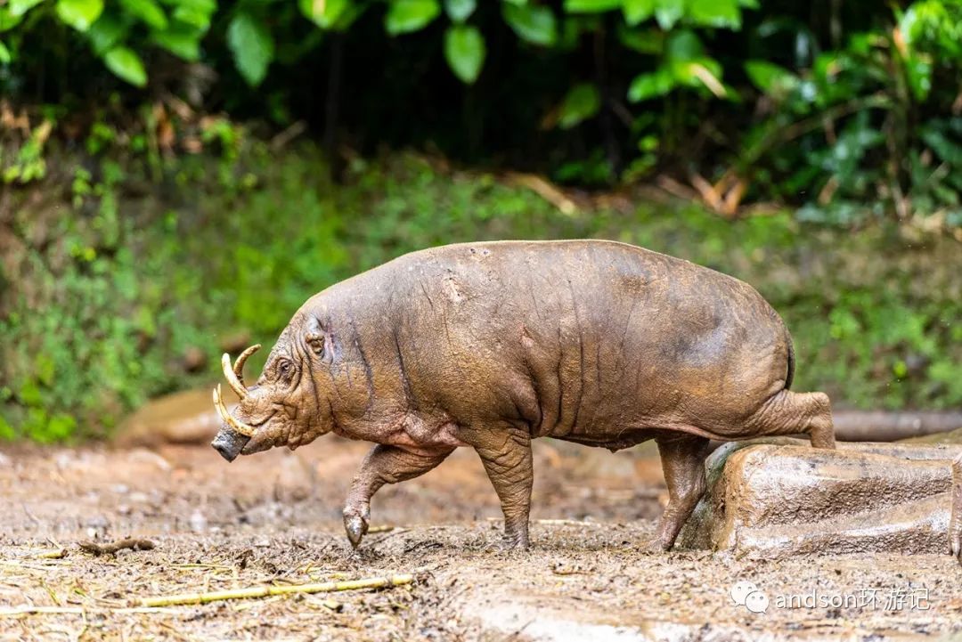 印尼你好怎么发音,印尼歌曲你好傻