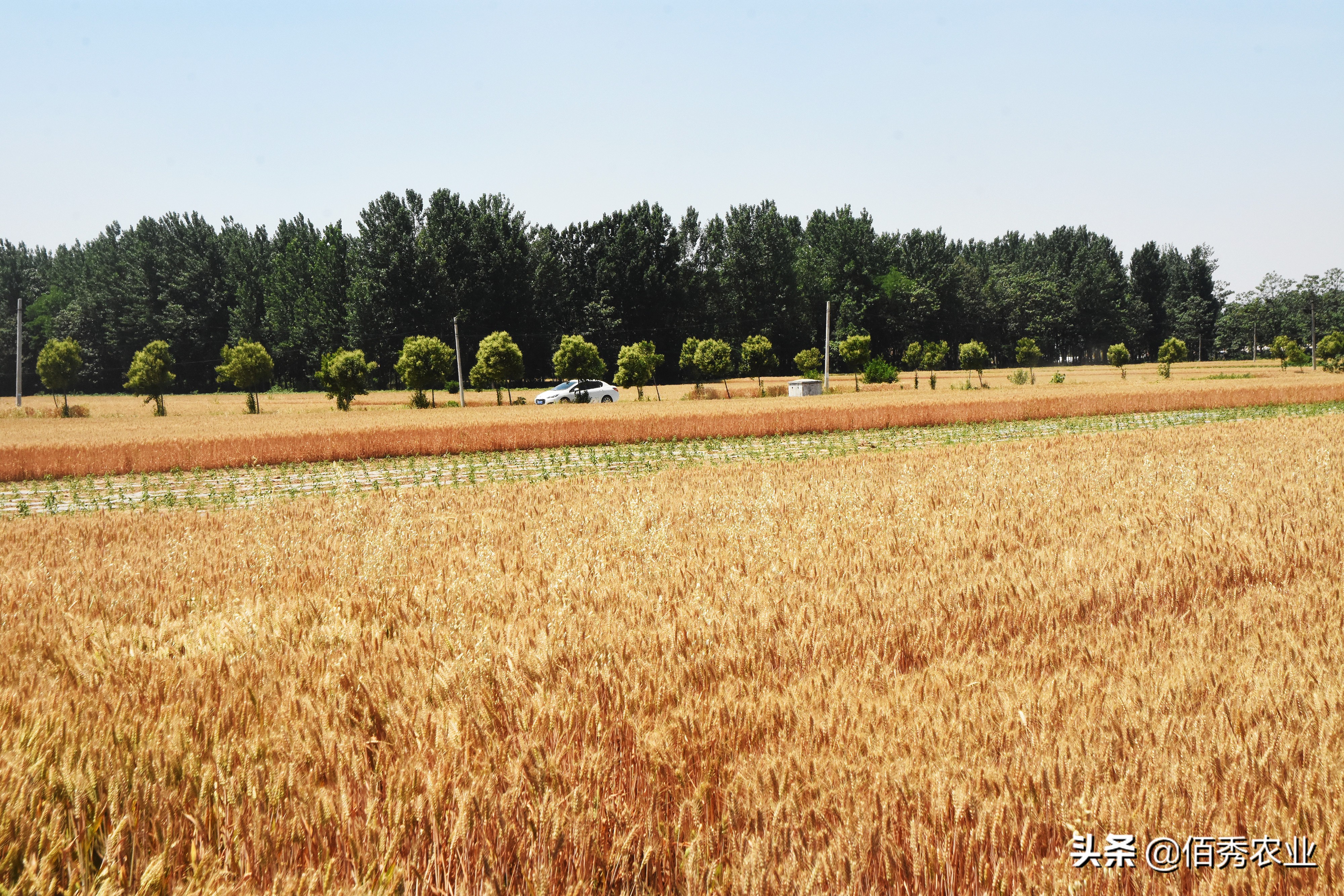 大块地小麦病虫害管理,小麦田间杂草如何防治