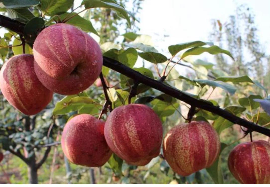 晚秋黄梨树苗哪里有售,早熟红心梨树苗出售