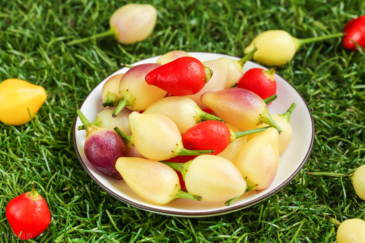 盆栽观果植物有哪些,观果植物具备哪些特征