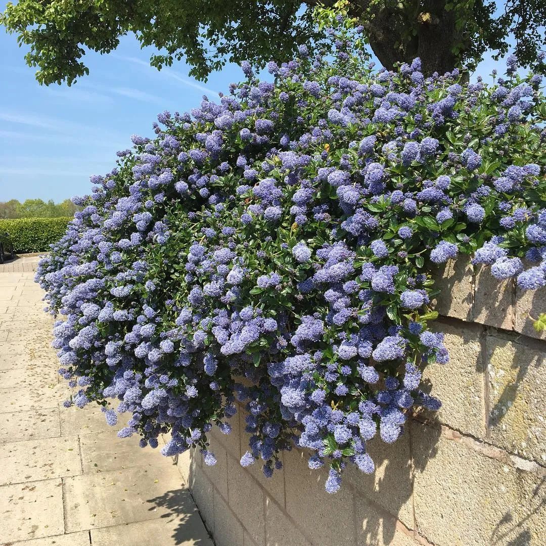 植物和花盆搭配,铁线莲哪个品种和紫藤搭配
