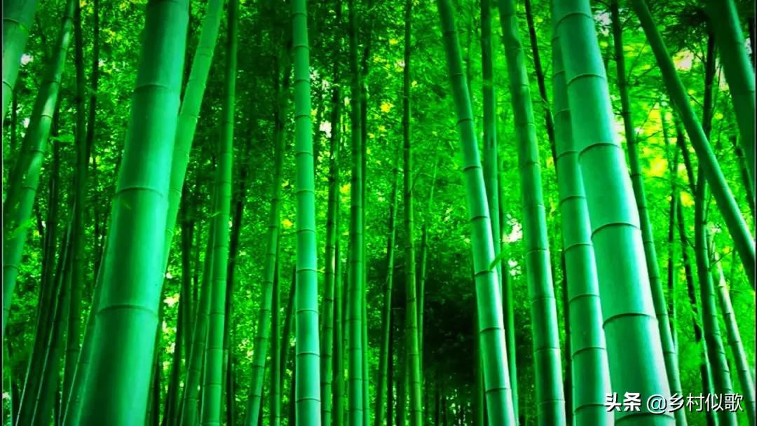 竹子顽强的生命,竹子坚韧的特点