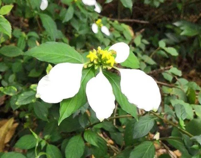 绿植绿油油的叶子,绿白相间叶子绿植